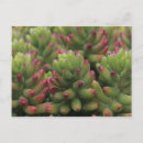Recherche de sedum cartes postales Succulent