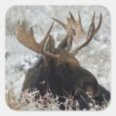 Recherche de wyoming teton autocollants Orignal