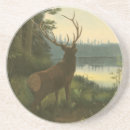 Recherche de élans Nature