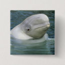 Recherche de beluga mignon accessoires Animal