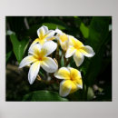 Recherche de plumeria art Tropicale