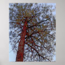 Recherche de forêt pin de posters Botanique