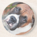 Recherche de boxeur mignon Canin
