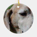 Recherche de vieux pet Dog