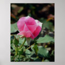Suche nach green leaves poster Pink