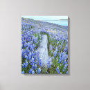 Suche nach lupinen poster leinwandbilder Natur