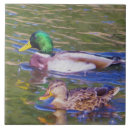 Recherche de canards carreaux Canard de canard