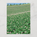 Recherche de terres cartes postales Ferme
