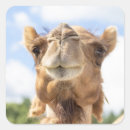 Recherche de dromadaire autocollants Animal