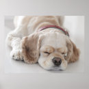 Suche nach schlafenszeit poster Hund