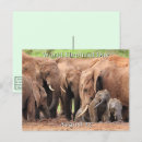 Recherche de faune africaine cartes postales Photographie de la faune