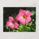 Recherche de rose de timbre poste Fleurs
