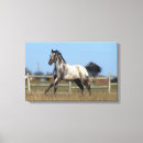 Suche nach appaloosa leinwandbilder Reitpferd