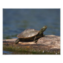 Recherche de buch posters Nature