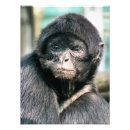 Recherche de singes mignons posters Primates