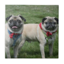 Recherche de de carlin carreaux Animaux