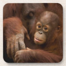 Suche nach orang utan untersetzer Dschungel