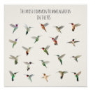 Recherche de oiseau américain posters Colibri