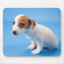Recherche de chiot de terrier de russell Tir de studio