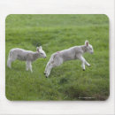Recherche de agneaux tapis souris Agriculture