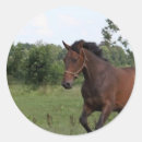 Suche nach bucht aufkleber Reiter