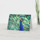 Suche nach bunte federn karten Grün