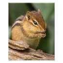 Suche nach chipmunk foto poster Wildtiere