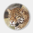 Recherche de jaguar magnets Animal