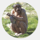 Recherche de chimpanzés autocollants Nature