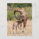 Suche nach niedliche giraffe postkarten Mutter und kind