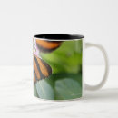 Recherche de ailes papillon tasses Nature