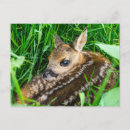 Recherche de faon cartes postales Mammifère