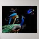 Suche nach pfau schwanz poster Blau