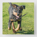 Suche nach für jungen wanduhren Hund