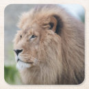 Suche nach männlicher löwe untersetzer Majestätisch