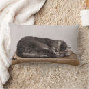 Recherche de chat tigré coussins Toute personne