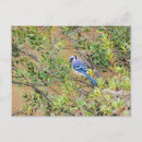 Suche nach grünes blatt postkarten Vögel