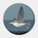 Recherche de mouette magnets Photographie