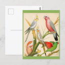 Recherche de perruches cartes postales Illustration