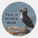 Suche nach papageientaucher Vogel