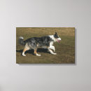 Suche nach border collie leinwandbilder Foto