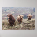 Suche nach highland cattle poster Scotland