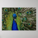 Recherche de paon posters Vintage