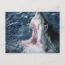 Recherche de requin blanc cartes postales Animal
