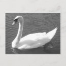Recherche de cygnes cartes postales Animal