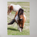 Suche nach shetland pony poster Tier