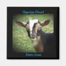 Recherche de animal caprin Ferme
