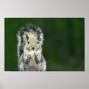 Suche nach niedliches eichhörnchen poster Natur