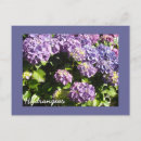 Recherche de hortensia cartes postales Violet