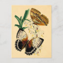 Suche nach vintager schmetterling postkarten Motte